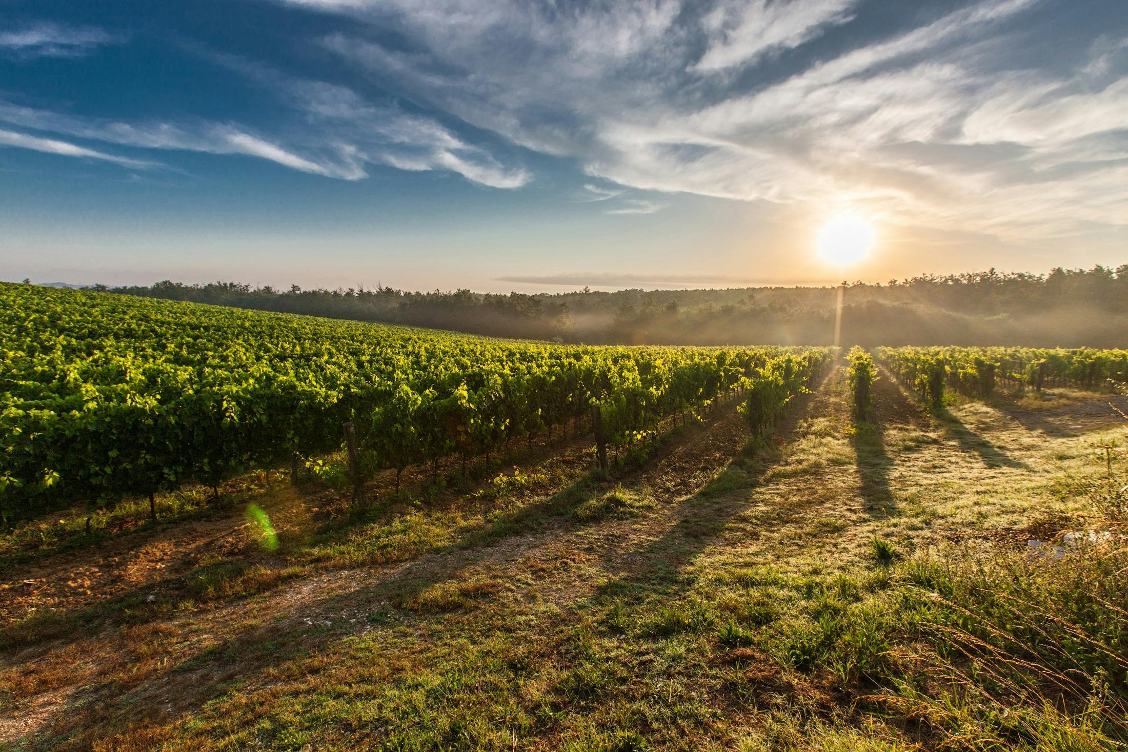 Vineyard, winery, central coast Wine country, central coast, winery, vineyard